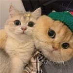 Avatar of Farah Iqbal