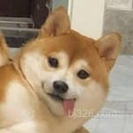 Avatar of Haider Ali